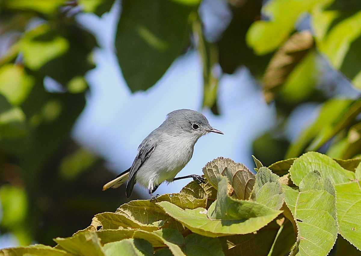 Blue-gray Gnatcatcher - ML629233605