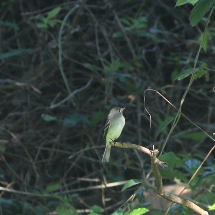 Yellow-bellied Flycatcher - ML629233616