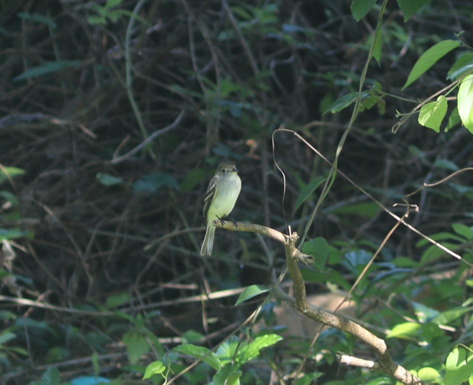 Yellow-bellied Flycatcher - ML629233617