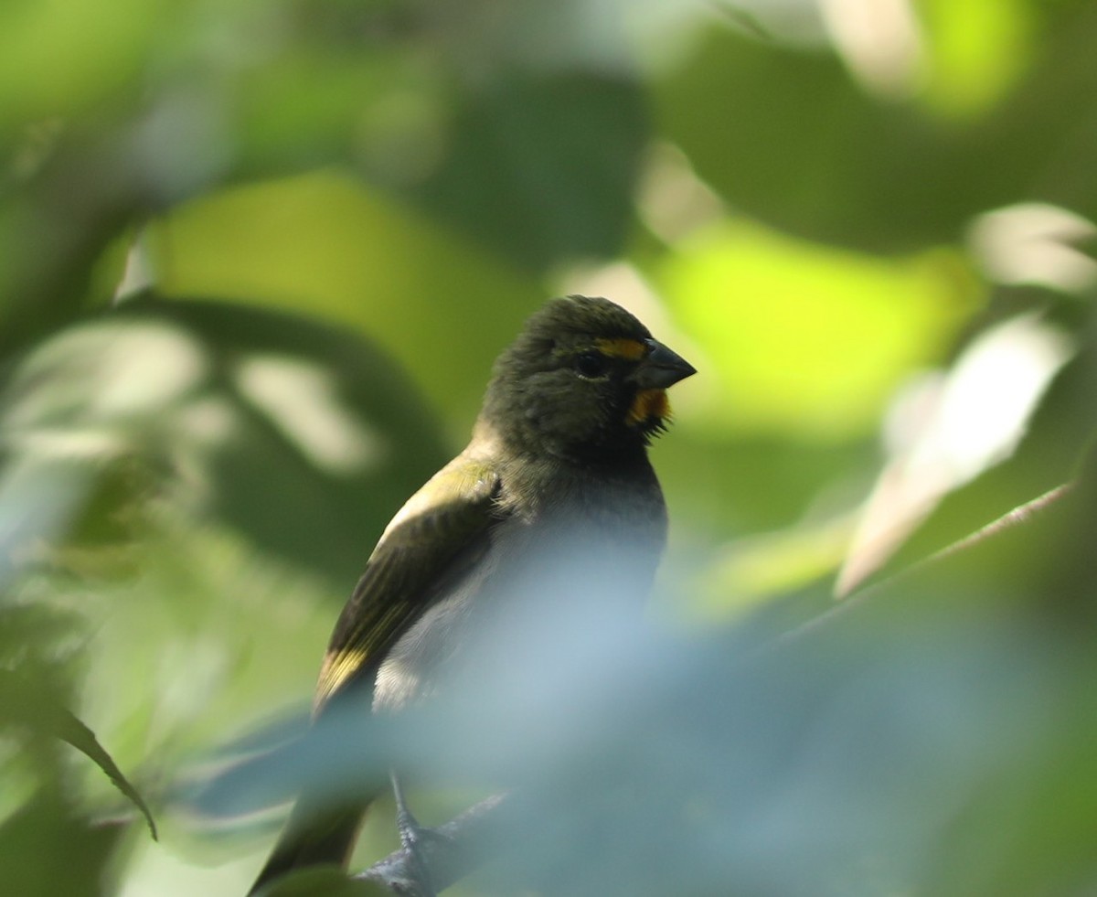 Yellow-faced Grassquit - ML629233635