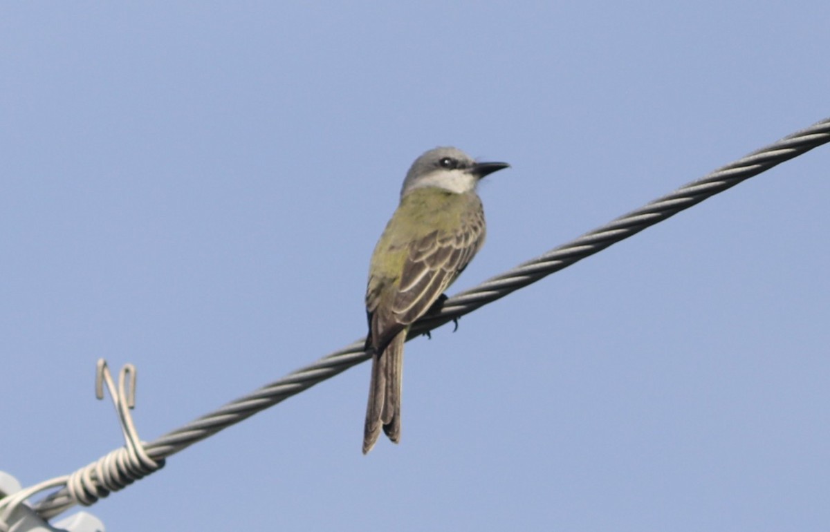 Tropical Kingbird - ML629233641