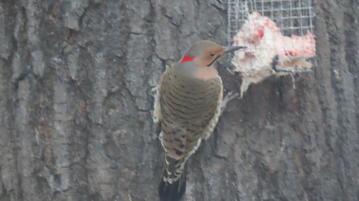 American Goldfinch - ML629233689