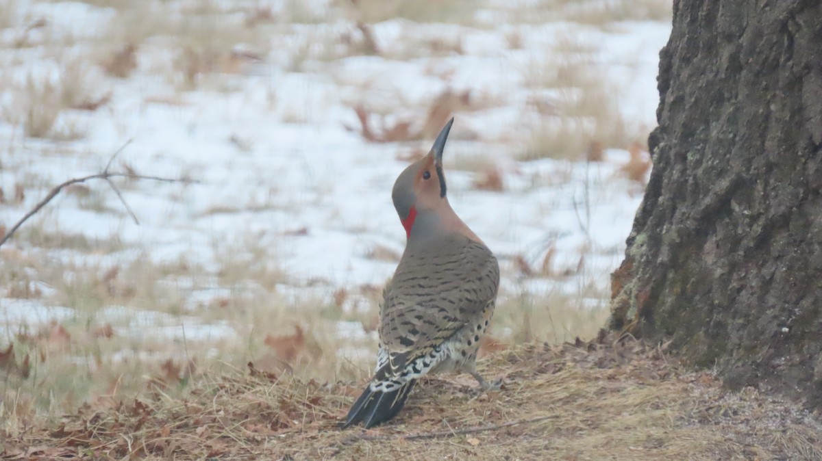 American Goldfinch - ML629233690