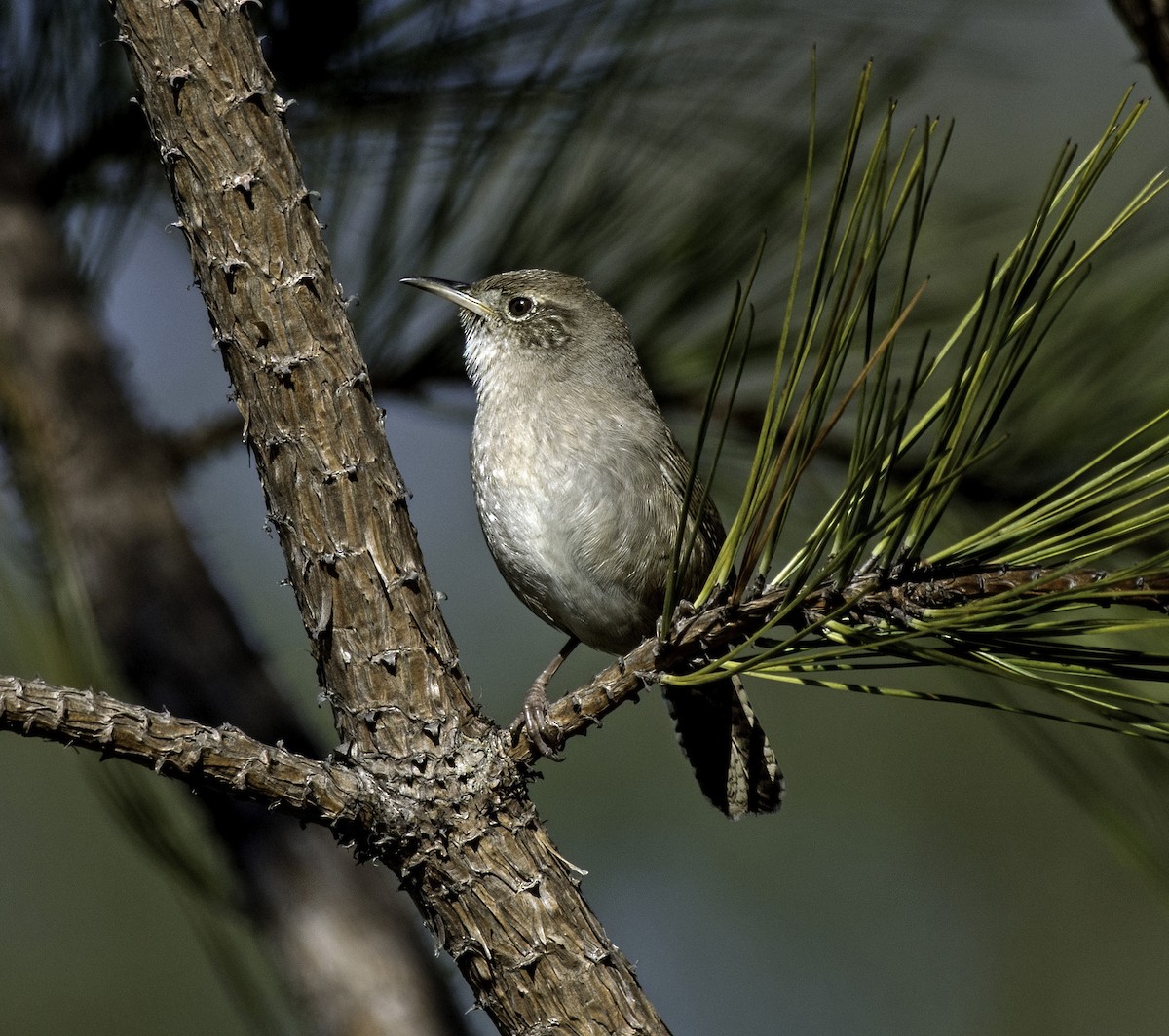 Northern House Wren - ML629234020