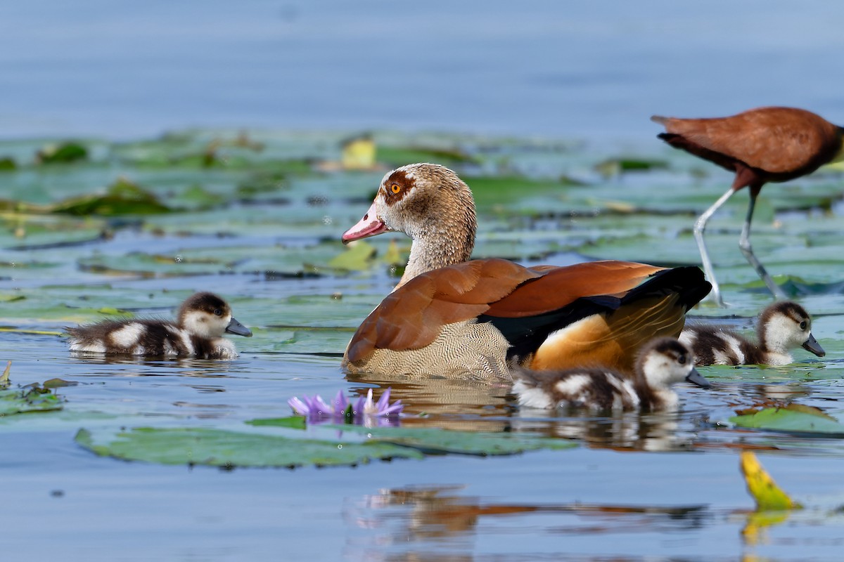 Nilgans - ML629234227