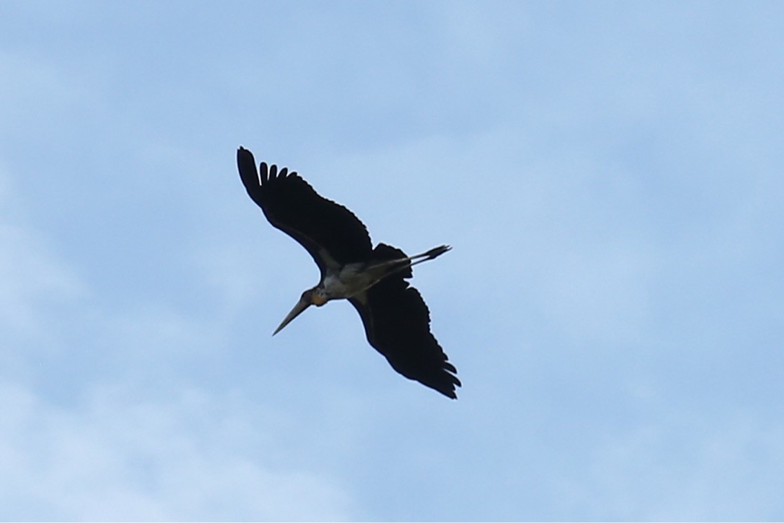 Lesser Adjutant - ML62923431