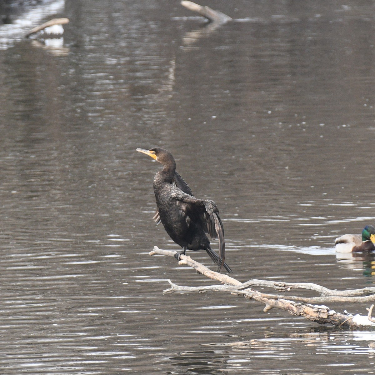 Double-crested Cormorant - ML629234345