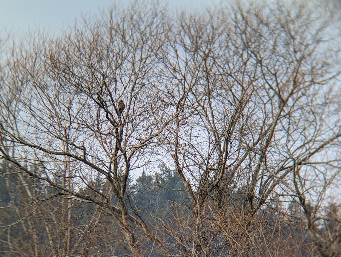 Red-shouldered Hawk - ML629234396