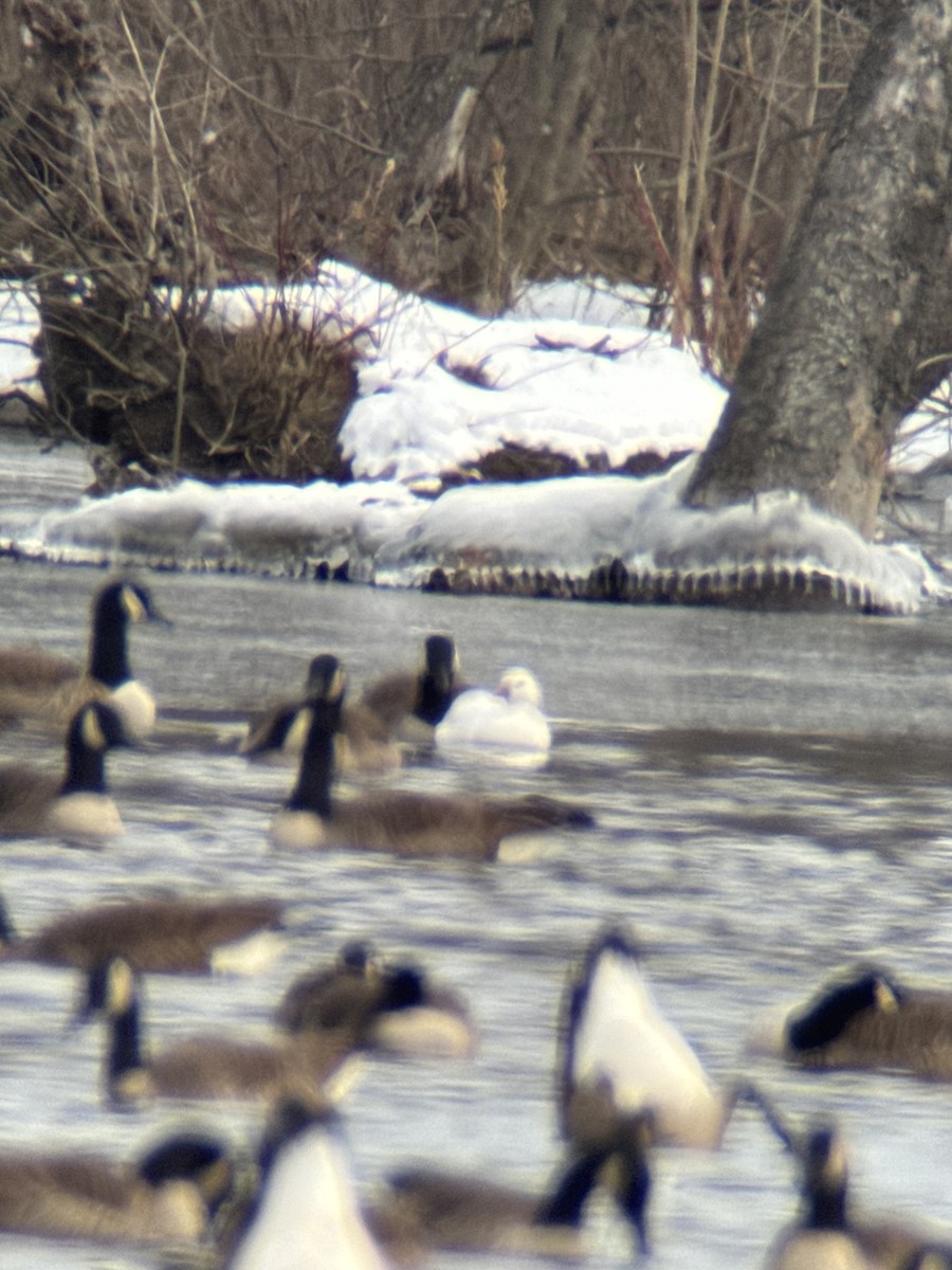 Ross's Goose - ML629234687