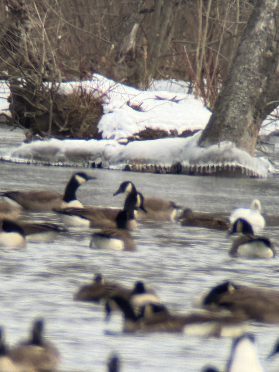 Ross's Goose - ML629234688