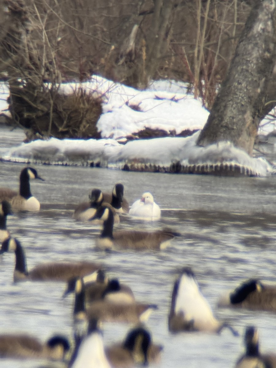 Ross's Goose - ML629234689