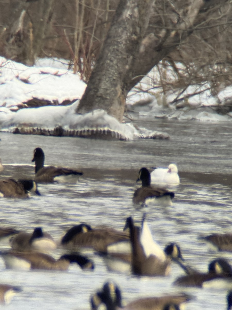 Ross's Goose - ML629234690