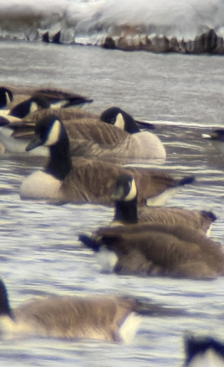 小加拿大雁 - ML629234734