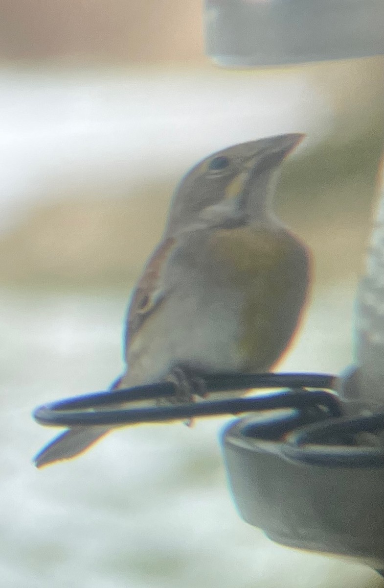 Dickcissel - ML629234874