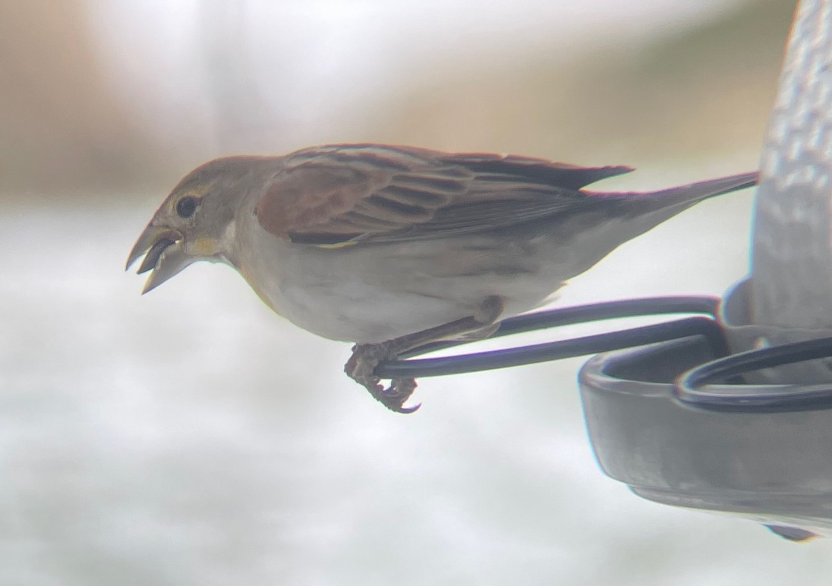 Dickcissel - ML629234875