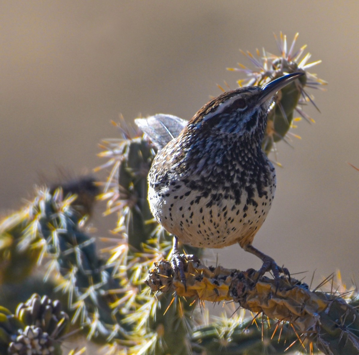 Cactus Wren - ML629234994