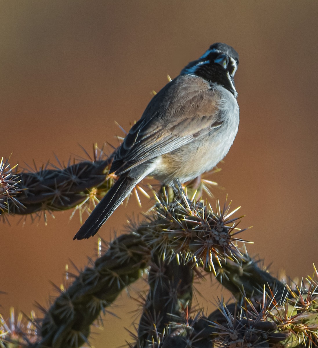 Black-throated Sparrow - ML629235020