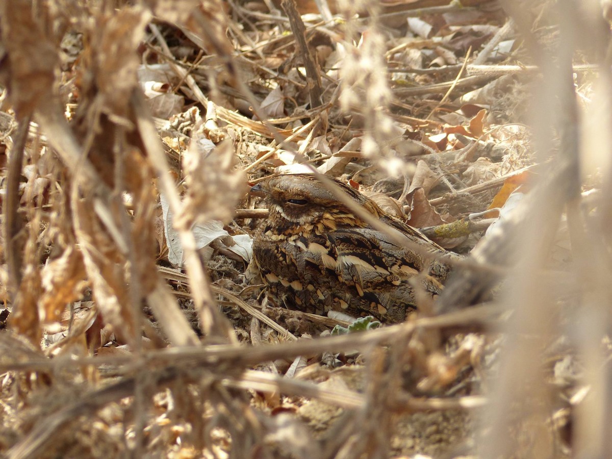 Zata lepagorria - ML629235058