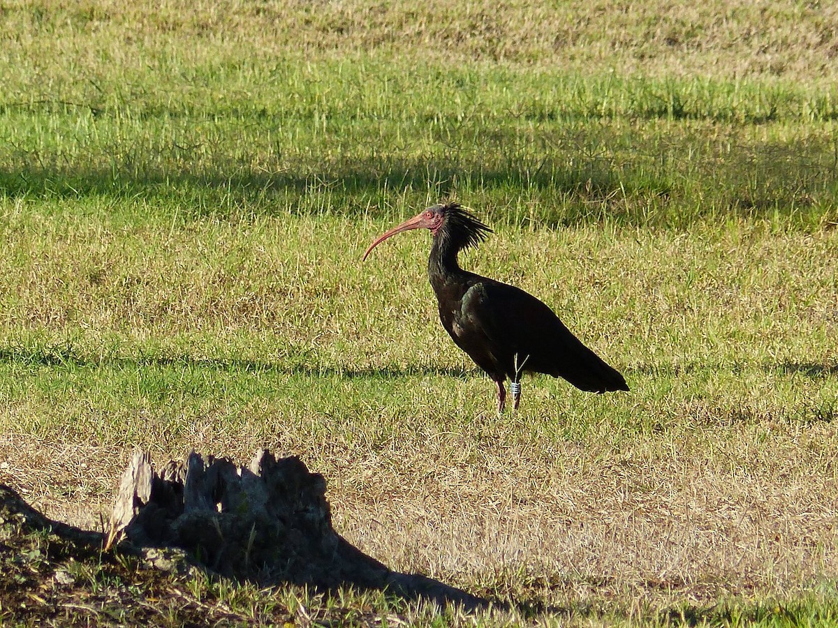 Ibis ermitaua - ML629235202