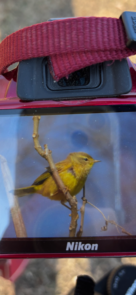Palm Warbler - ML629235333