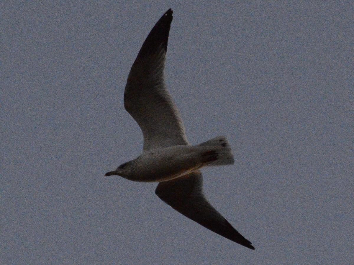 Ring-billed Gull - ML629235345