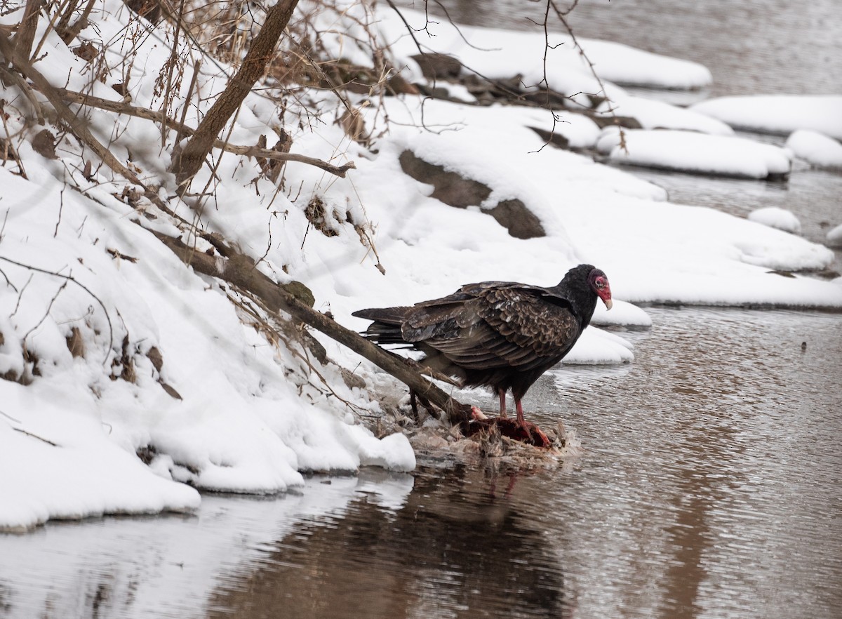 Turkey Vulture - Karen Lee Lewis