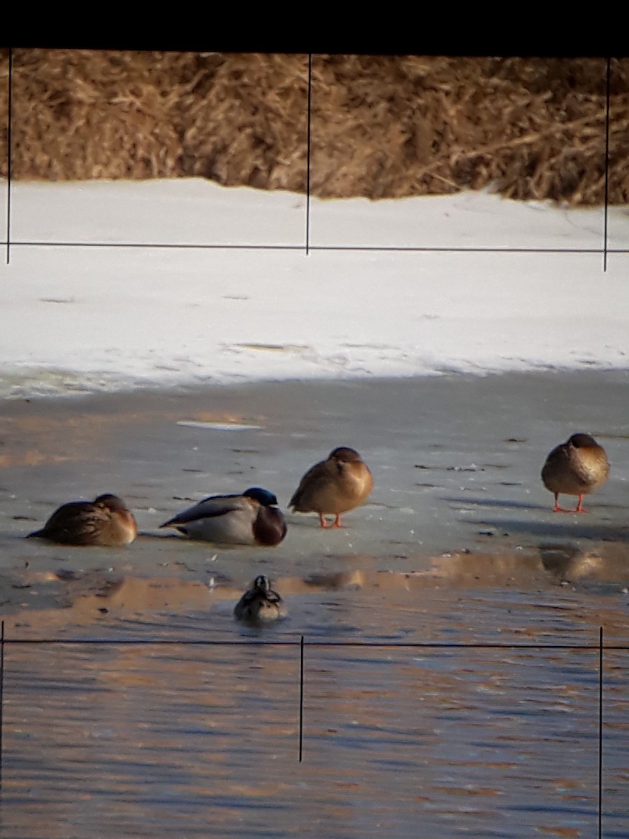 Northern Pintail - ML629235449