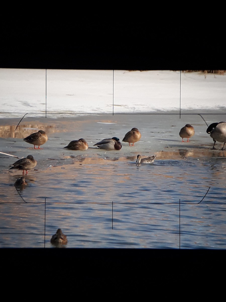 Northern Pintail - ML629235479