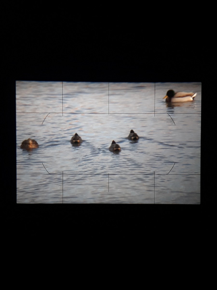 Green-winged Teal - ML629235580