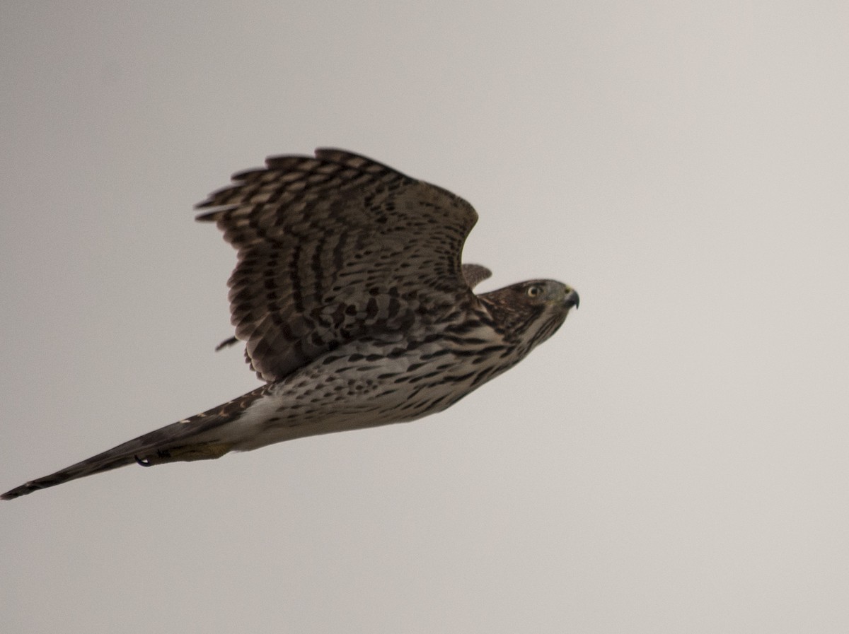 Cooper's Hawk - ML629235686