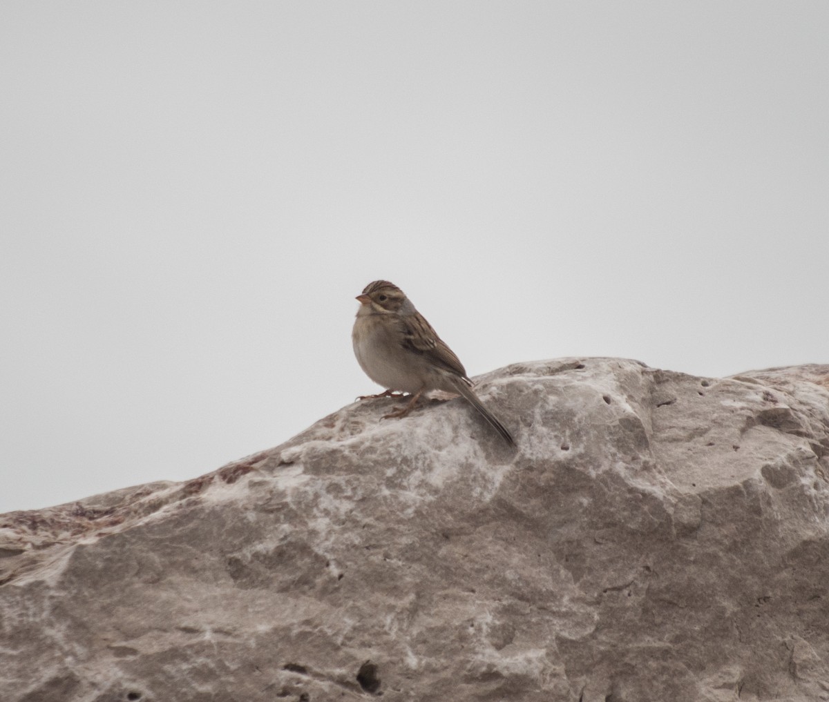 Clay-colored Sparrow - ML629235696