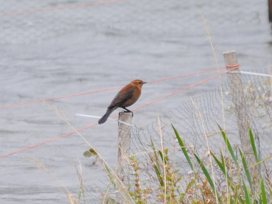 Rusty Blackbird - ML629235707