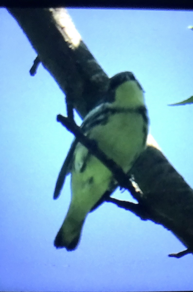 Cerulean Warbler - ML629235733