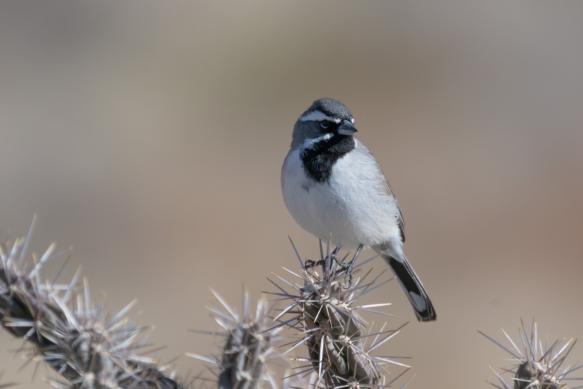 Black-throated Sparrow - ML629235769