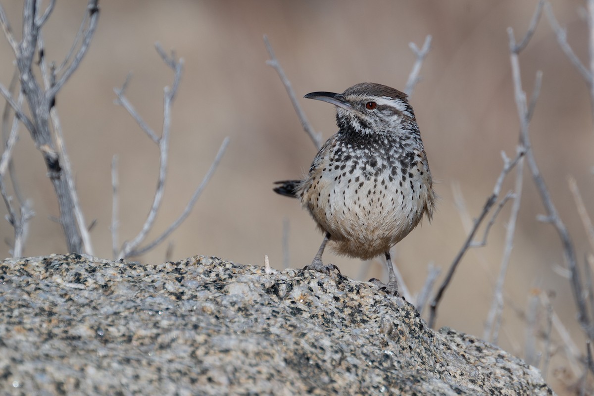 Cactus Wren - ML629235779