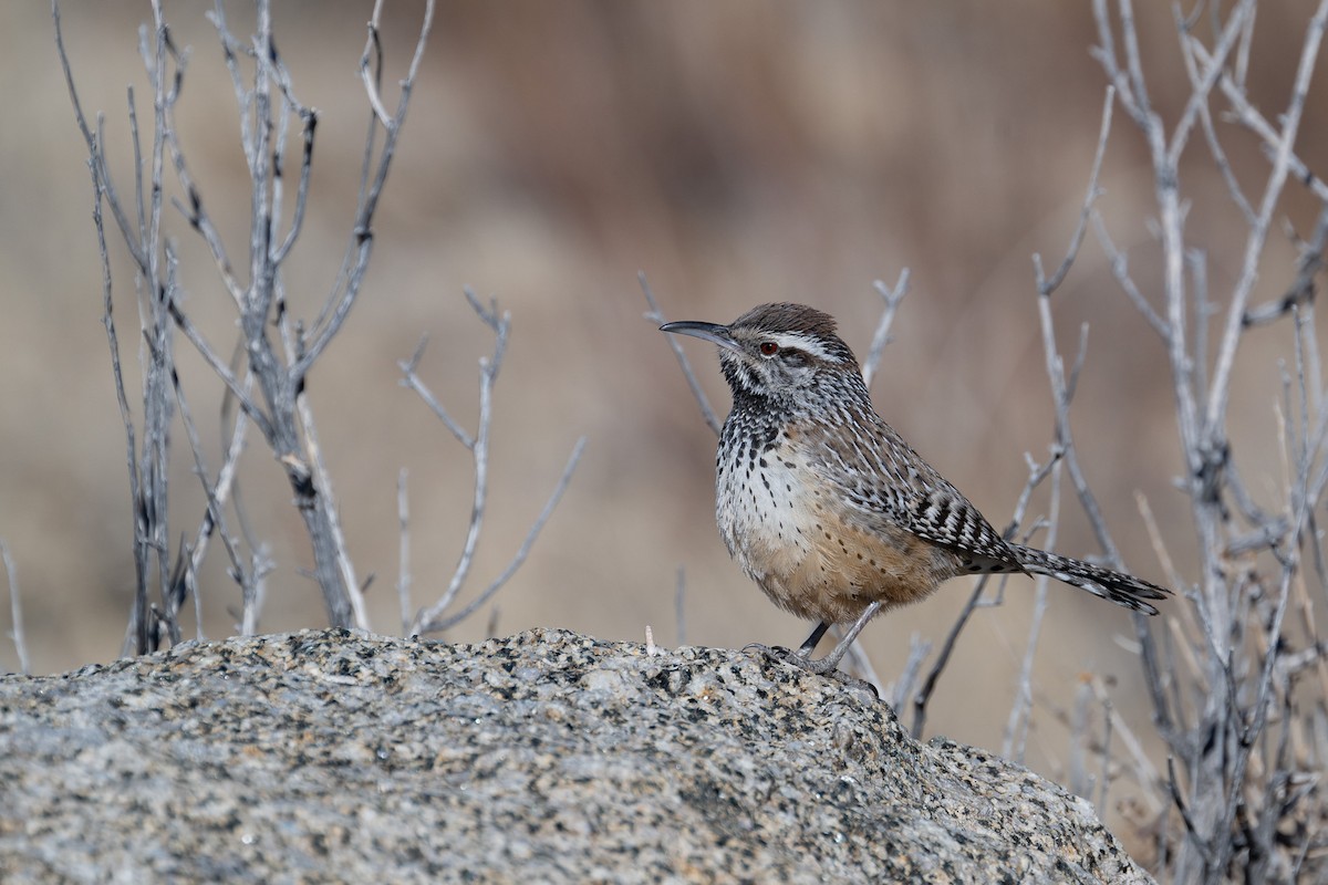 Cactus Wren - ML629235780