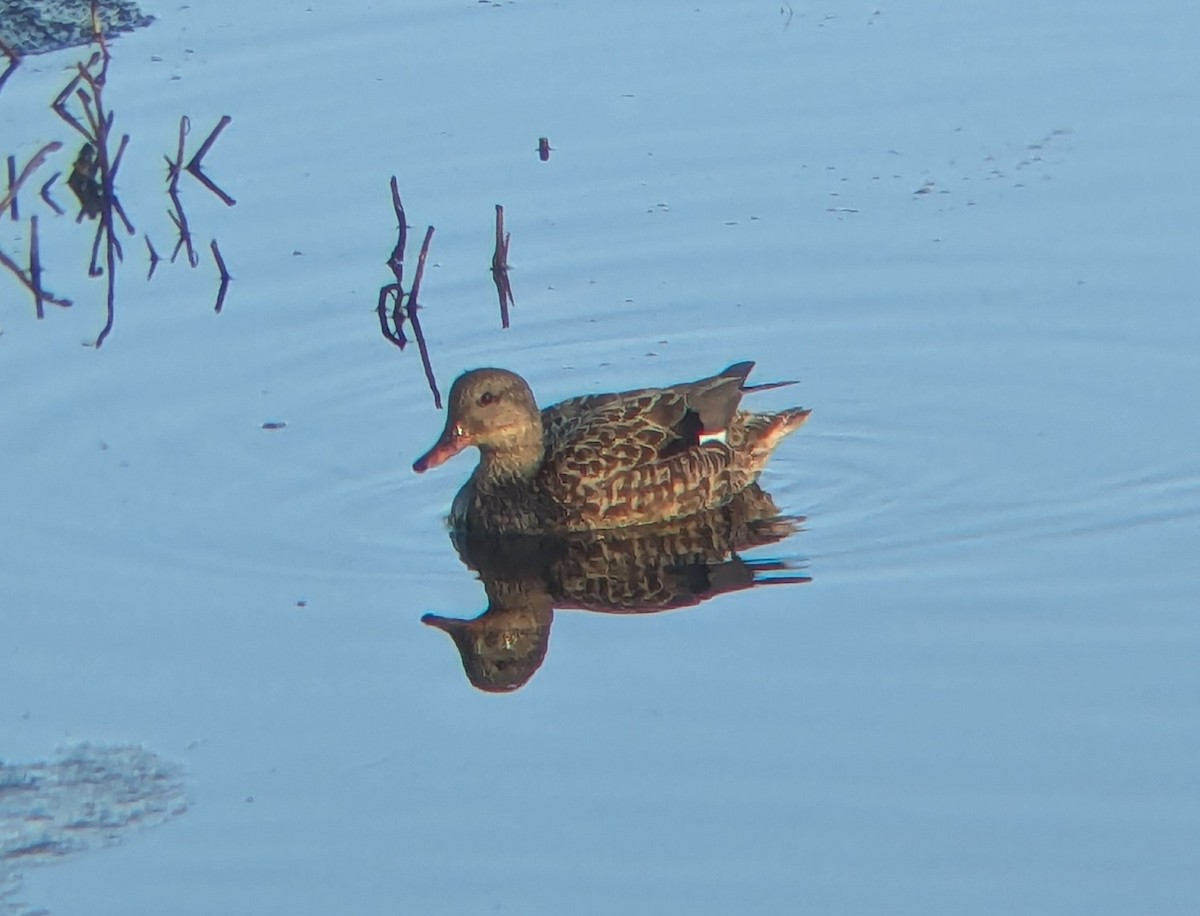 Gadwall - ML629235815