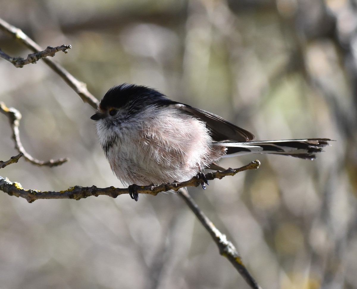 Buztanluze arrunta - ML629235895