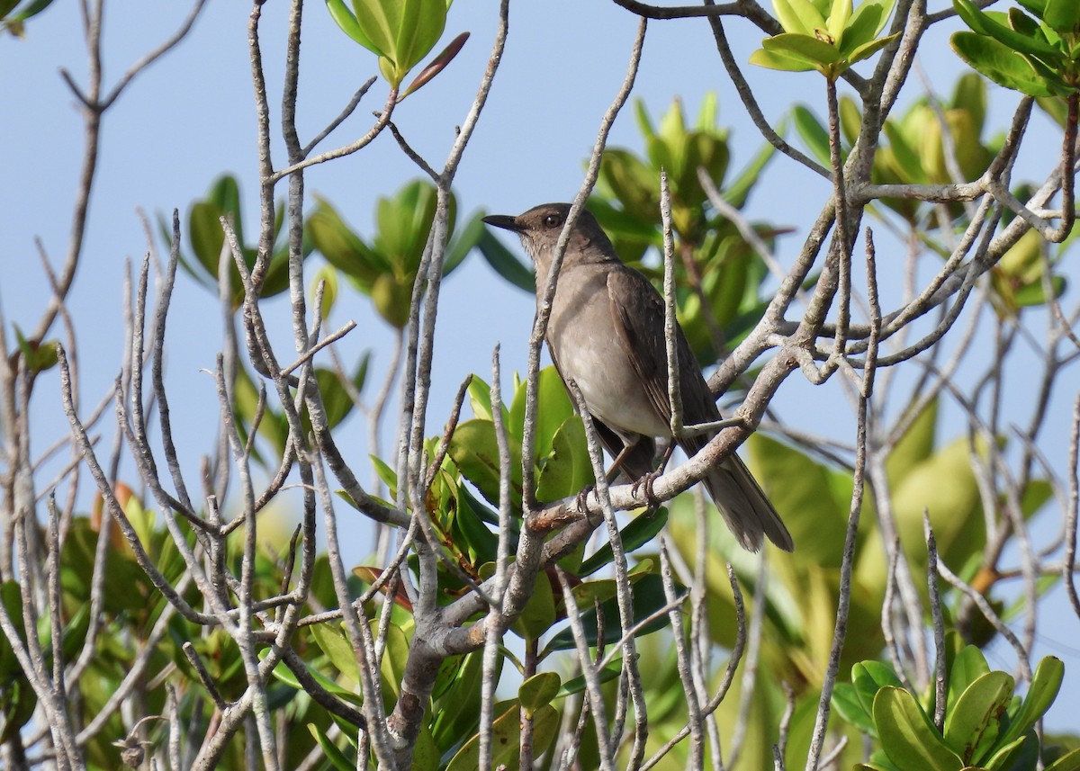 Campina Thrush - ML629236061