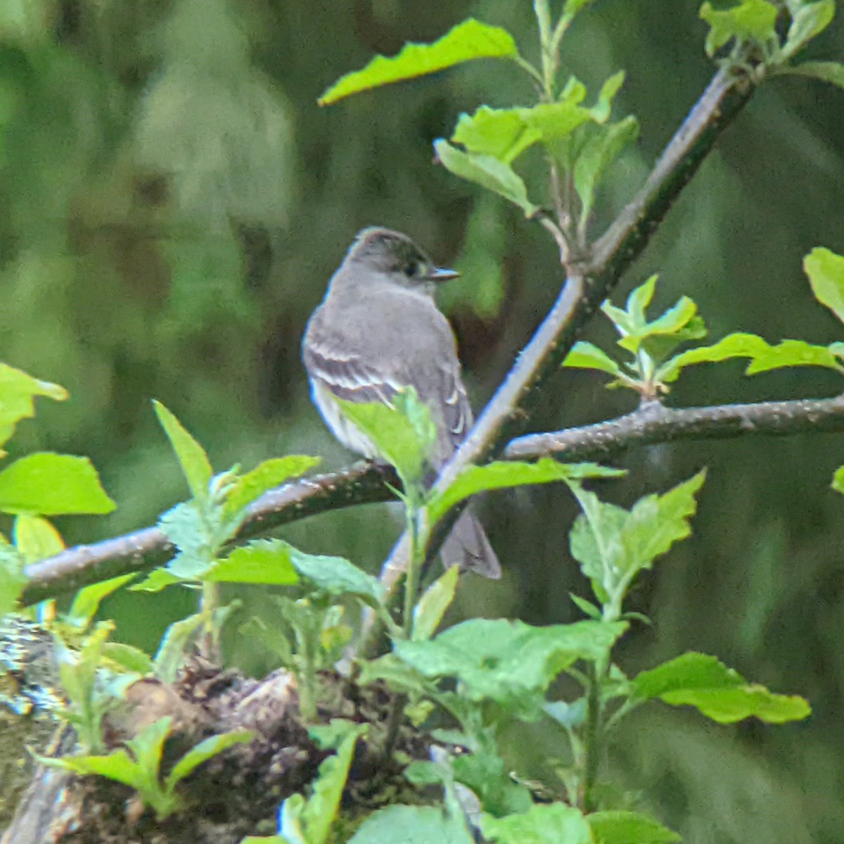 Western Wood-Pewee - ML629236715