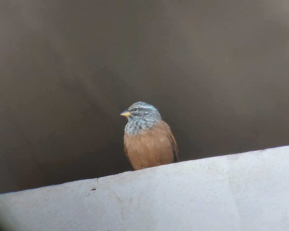 House Bunting - ML629236724
