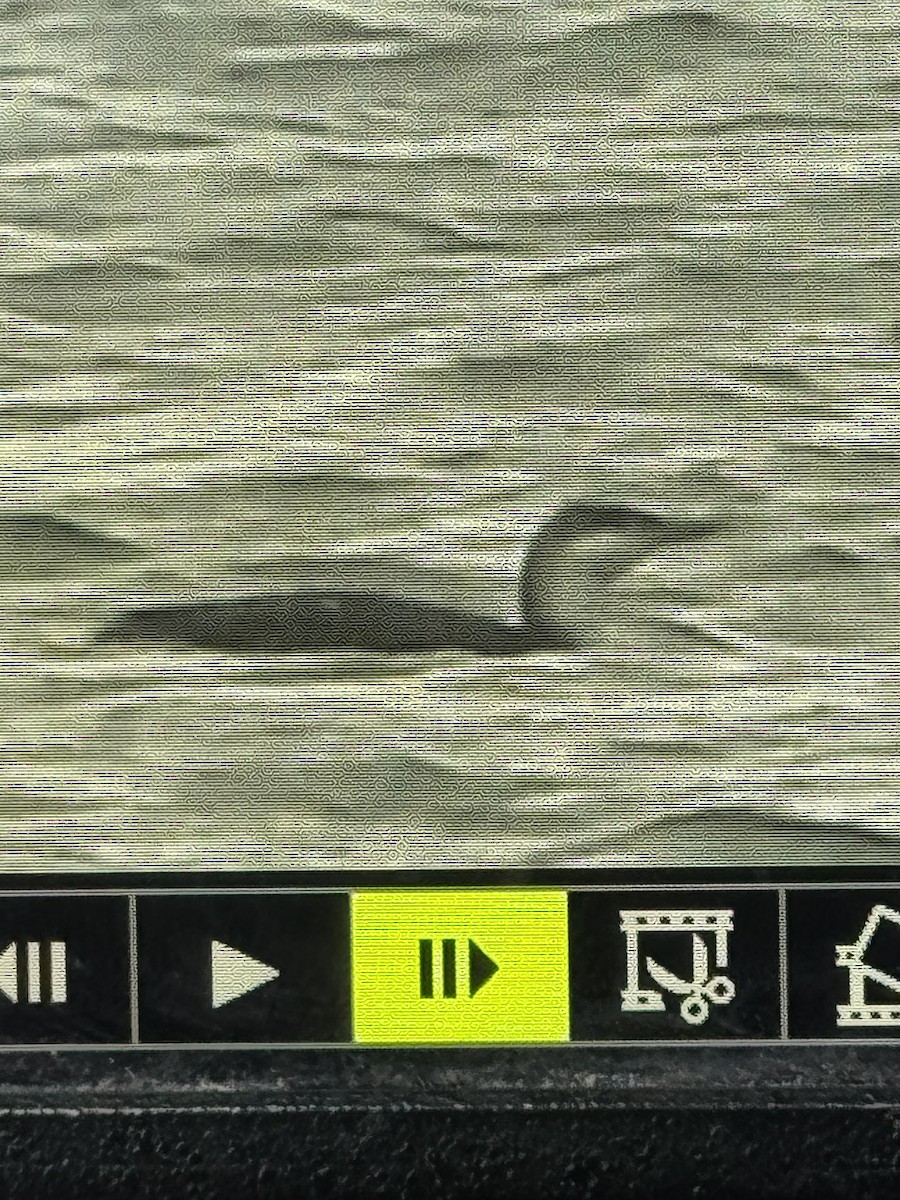 Red-throated Loon - ML629236727
