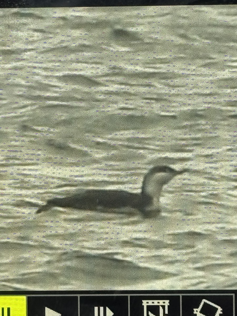 Red-throated Loon - ML629236730
