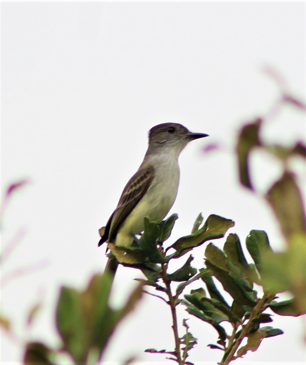 kubatyrann - ML629236750