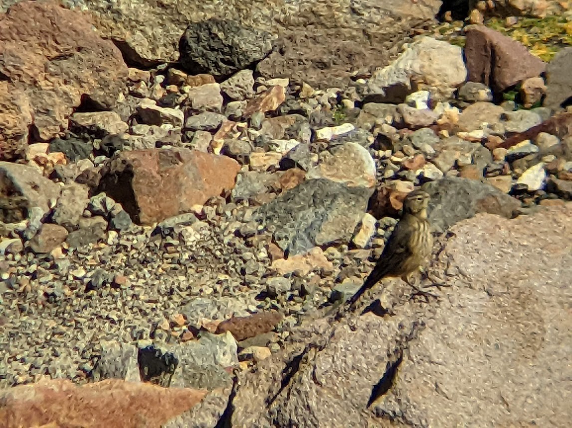 American Pipit - ML629236807