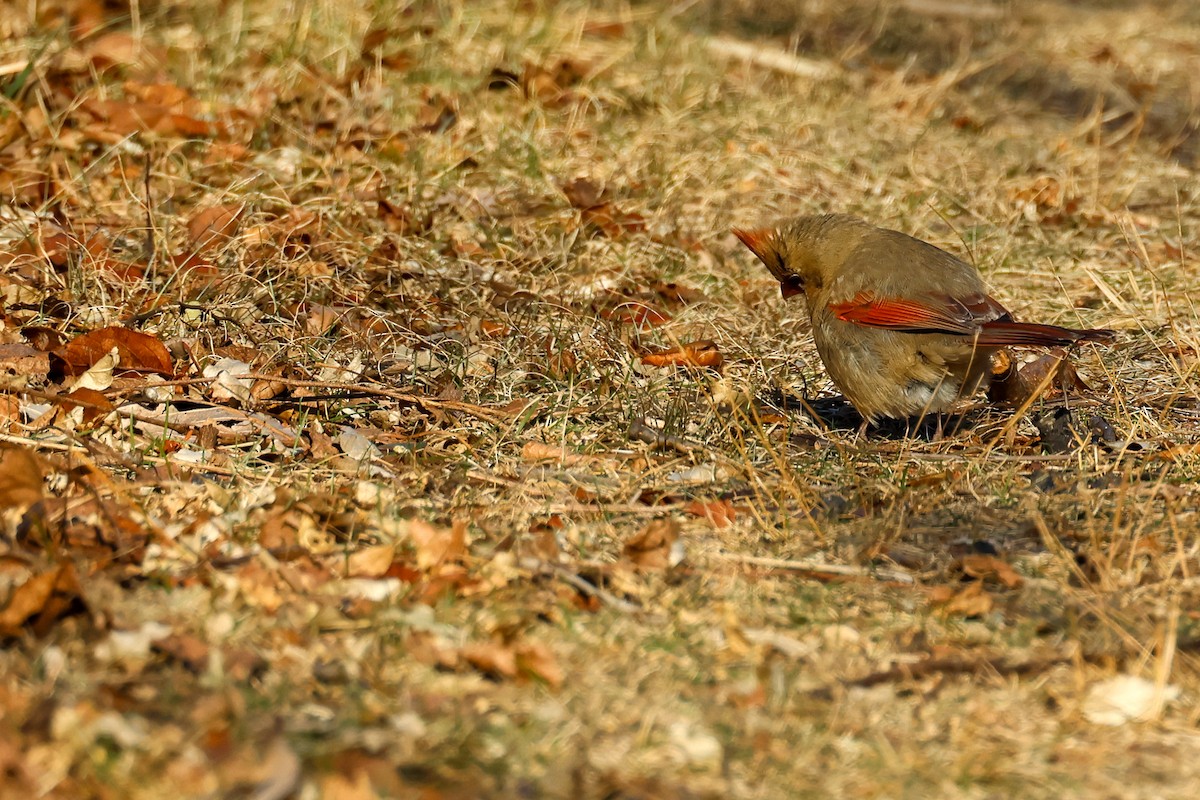 Cardinal rouge - ML629236888