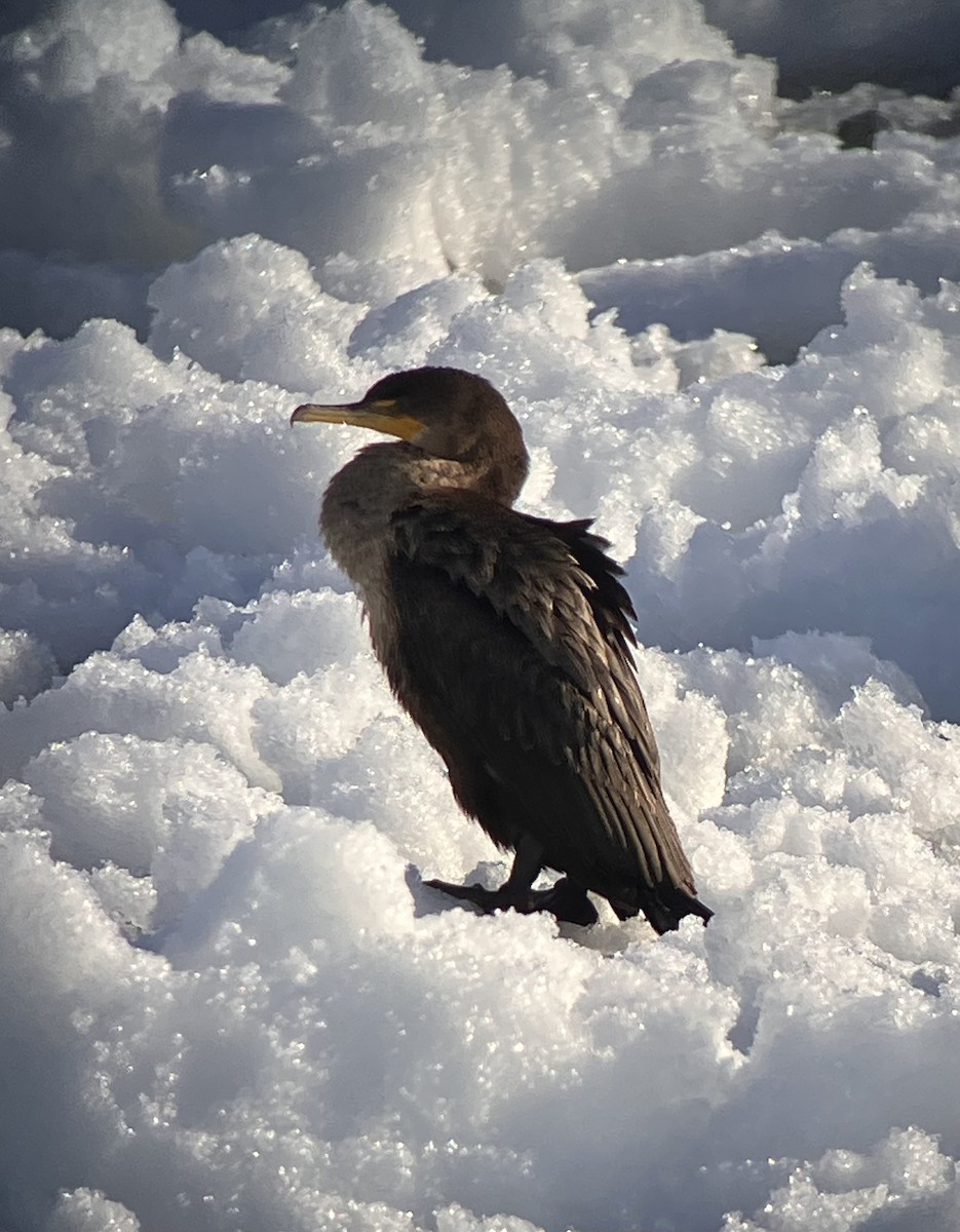 Double-crested Cormorant - ML629236894