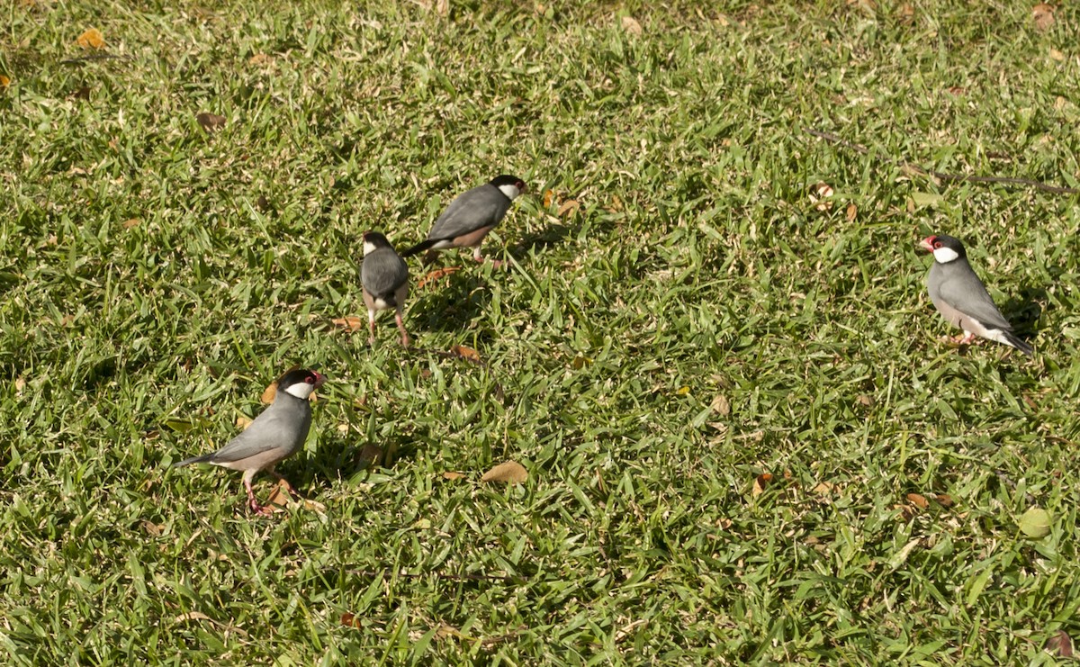 Java Sparrow - ML629236900