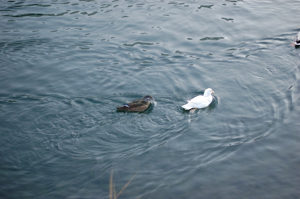 Wood Duck - ML629237107