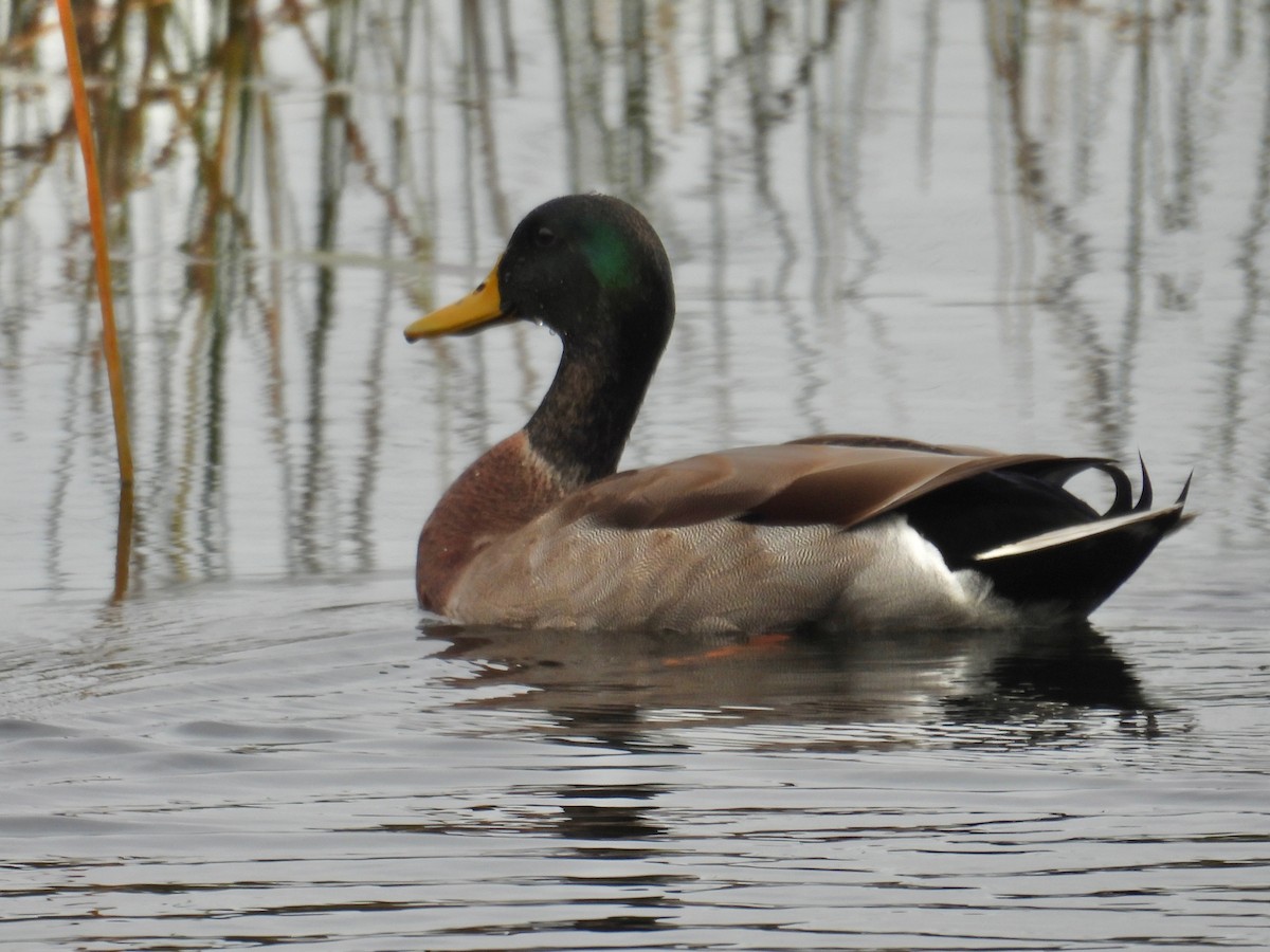 Mallard - ML629237147